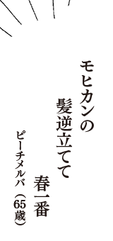 モヒカンの　髪逆立てて　春一番　（ピーチメルバ　65歳）