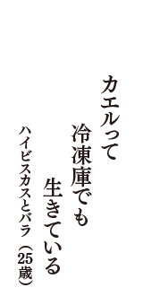 カエルって　冷凍庫でも　生きている　（ハイビスカスとバラ　25歳）