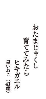 おたまじゃくし　育ててみたら　ヒキガエル　（黒いねこ　41歳）