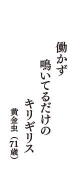 働かず　鳴いてるだけの　キリギリス　（黄金虫　71歳）