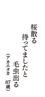 桜散る　待ってましたと　毛虫出る　（アカエタカ　67歳）