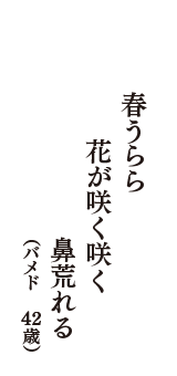 春うらら　花が咲く咲く　鼻荒れる　（バメド　42歳）