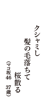 クシャミし　髪の毛落ちて　桜散る　（マコ坂46　37歳）