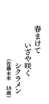 春まけて　いざや咲く　シクラメン　（佐藤未来　18歳）