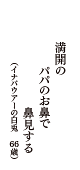 満開のパパのお鼻で鼻見する　（イナバウアーの白兎　66歳）