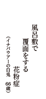 風呂敷で覆面をする花粉症　（イナバウアーの白兎　66歳）