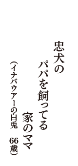 忠犬のパパを飼ってる家のママ　（イナバウアーの白兎　66歳）