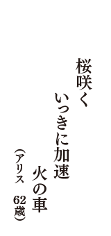 桜咲く　いっきに加速　火の車　（アリス　62歳）