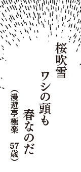 桜吹雪　ワシの頭も　春なのだ　（漫遊亭極楽　57歳）