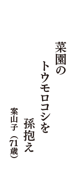 菜園の　トウモロコシを　孫抱え　（案山子　71歳）