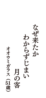 なぜ来たか　わからずじまい　月の客　（オオウミガラス　51歳）