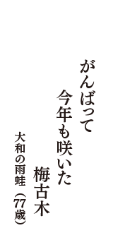 がんばって　今年も咲いた　梅古木　（大和の雨蛙　77歳）