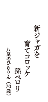 新ジャガを　育てコロッケ　孫ペロリ　（八尾のひらりん　70歳）