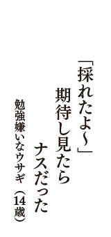 「採れたよ～」　期待し見たら　ナスだった　（勉強嫌いなウサギ　14歳）