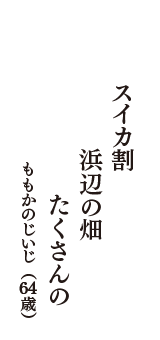 スイカ割　浜辺の畑　たくさんの　（ももかのじいじ　64歳）