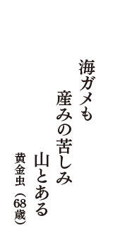 海ガメも　産みの苦しみ　山とある　（黄金虫　68歳）