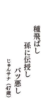 種飛ばし　孫に伝授し　バツ悪し　（じゅんサナ　47歳）