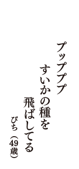 プップププ　すいかの種を　飛ばしてる　（ぴち　49歳）