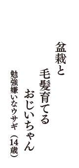 盆栽と　毛髪育てる　おじいちゃん　（勉強嫌いなウサギ　14歳）