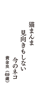 猫まんま　見向きもしない　今のネコ　（黄金虫　69歳）