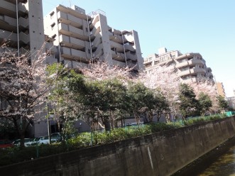 3月30日の桜.JPG