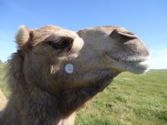 バカボンcamel.jpg