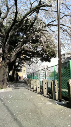 妙正寺川の桜.jpg